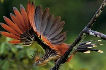 Tiết lộ sự thật ít biết về giống gà móng hoang dã