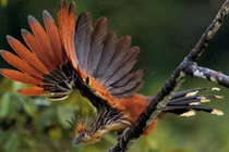 Tiết lộ sự thật ít biết về giống gà móng hoang dã