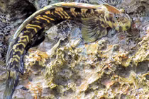 Loài cá “dị” sống trên cạn, có thể nhảy xa dù không chân