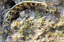 Loài cá “dị” sống trên cạn, có thể nhảy xa dù không chân