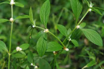 Điều kỳ thú về rau dệu quen thuộc của người miền Tây