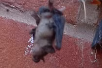 Kinh ngạc nhện tinh quái giăng bẫy săn dơi rồi từ từ "thưởng thức" 