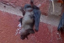 Kinh ngạc nhện tinh quái giăng bẫy săn dơi rồi từ từ "thưởng thức" 