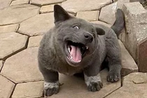 Idol Nguyễn Văn Dúi sở hữu riêng bộ sticker trên Zalo 