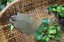 Khám phá về những con ba ba “đa tính cách“