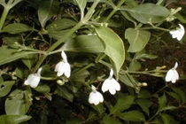 Bất ngờ “sốc” về cây kiến cò hoa trắng rất xinh của VN