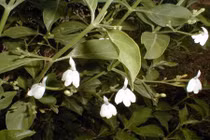 Bất ngờ “sốc” về cây kiến cò hoa trắng rất xinh của VN