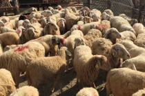 Điều bất ngờ về giống cừu duy nhất ở Việt Nam hiện nay 