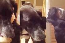 Mèo đen ôm hôn chó thắm thiết sau 10 ngày cách xa