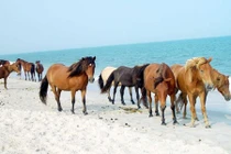 Điểm những khám phá gây choáng về loài ngựa