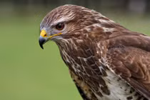 Top sự thật bất ngờ về chim diều hâu