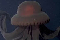 Hiếm hoi chạm mặt sứa ma khổng lồ ẩn mình dưới biển sâu 