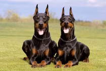 Điểm danh những giống chó nổi tiếng về sự trung thành