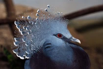 Mê mẩn thời trang sành điệu của các "fashionista" động vật 