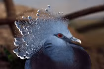 Mê mẩn thời trang sành điệu của các "fashionista" động vật 