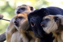 Sự thật giật mình về thế giới động vật 