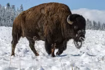 Những sự thật thú vị về bò rừng gây kinh ngạc