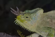 Loài tắc kè kỳ quái, có thể mọc bao nhiêu sừng miễn thích