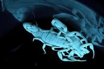 Kinh hãi xem bọ cạp phát sáng ma quái 