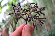 Khám phá về loài cây “ác mộng” với những chú chim 