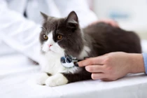 Điều thú vị ít ai ngờ tới về cái tai của loài mèo