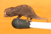 Những đại diện động vật nhỏ nhất thế giới gây choáng 