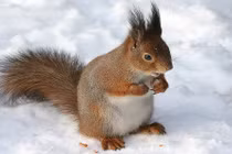 Khám phá khiến bạn phát cuồng về loài sóc đáng yêu