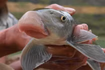 Sự thật ít người biết về cá anh vũ nổi tiếng