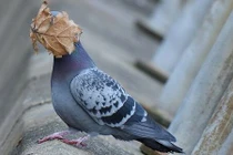 Phì cười những bức ảnh động vật hoang dã hài hước nhất năm 2021