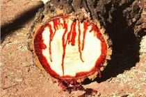 Kỳ dị những loài cây có đặc tính giống... người