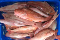 Khám phá về loài cá phèn "dị" có ở Việt Nam