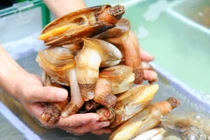 Khám phá bất ngờ về “thượng phẩm” tu hài