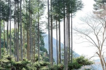 Công nghệ trồng cây lấy gỗ độc đáo của người Nhật bị... thất truyền