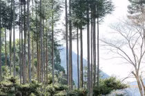 Công nghệ trồng cây lấy gỗ độc đáo của người Nhật bị... thất truyền