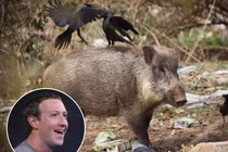 Ông chủ Facebook Mark Zuckerberg để lộ sở thích kỳ lạ khiến ai cũng sốc