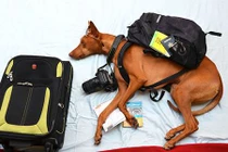 Kỳ thú cuộc phiêu lưu trong mơ của chó cưng