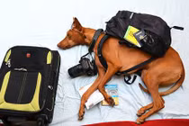 Kỳ thú cuộc phiêu lưu trong mơ của chó cưng