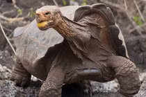 Cụ rùa “thánh giường chiếu” cứu cả giống loài chính thức... nghỉ hưu