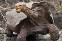 Cụ rùa “thánh giường chiếu” cứu cả giống loài chính thức... nghỉ hưu