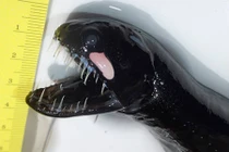 10 hàm răng khủng khiếp nhất của các loài “thủy quái“