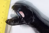 10 hàm răng khủng khiếp nhất của các loài “thủy quái“