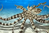 Những “siêu năng lực” của động vật mà con người luôn ao ước