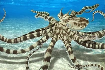 Những “siêu năng lực” của động vật mà con người luôn ao ước