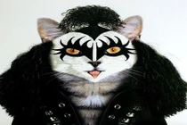 Mèo khác lạ trong hình hài danh nhân nổi tiếng 