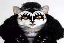 Mèo khác lạ trong hình hài danh nhân nổi tiếng 