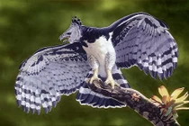 Khám phá thú vị 4 loài đại bàng lớn nhất thế giới 