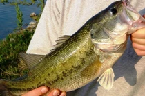 Điều ít biết về cá hoàng đế vừa đẹp vừa ác ở VN