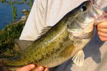 Điều ít biết về cá hoàng đế vừa đẹp vừa ác ở VN