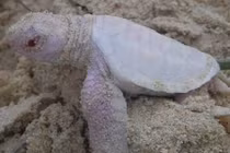 Hình ảnh đắt giá về loài rùa trắng quý hiếm