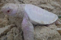 Hình ảnh đắt giá về loài rùa trắng quý hiếm